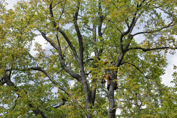  Dunkirk, IN Tree Services Pros